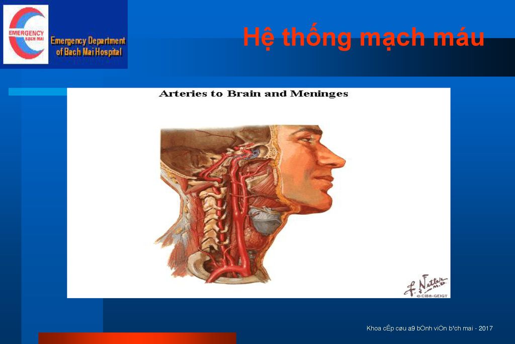 Hệ thống mạch máu Khoa cÊp cøu a9 bÖnh viÖn b¹ch mai