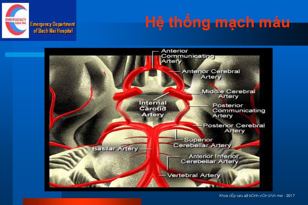 Hệ thống mạch máu Khoa cÊp cøu a9 bÖnh viÖn b¹ch mai