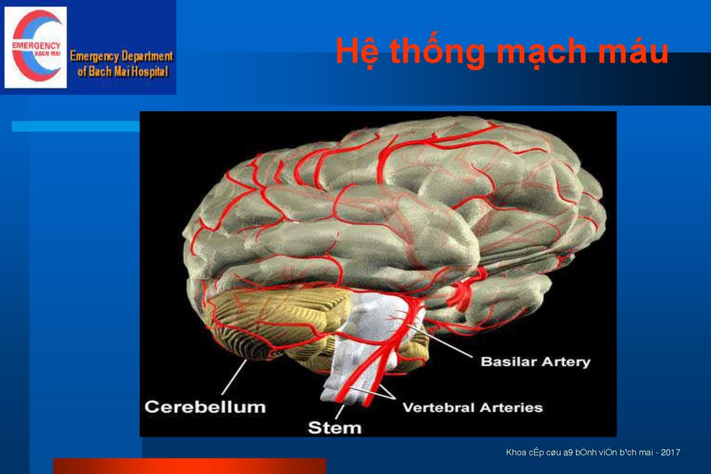 Hệ thống mạch máu Khoa cÊp cøu a9 bÖnh viÖn b¹ch mai