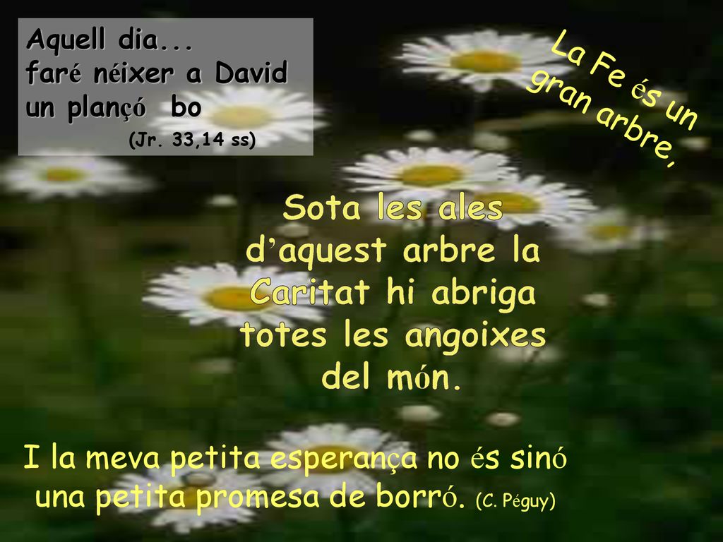 Aquell dia... faré néixer a David un plançó bo (Jr. 33,14 ss)