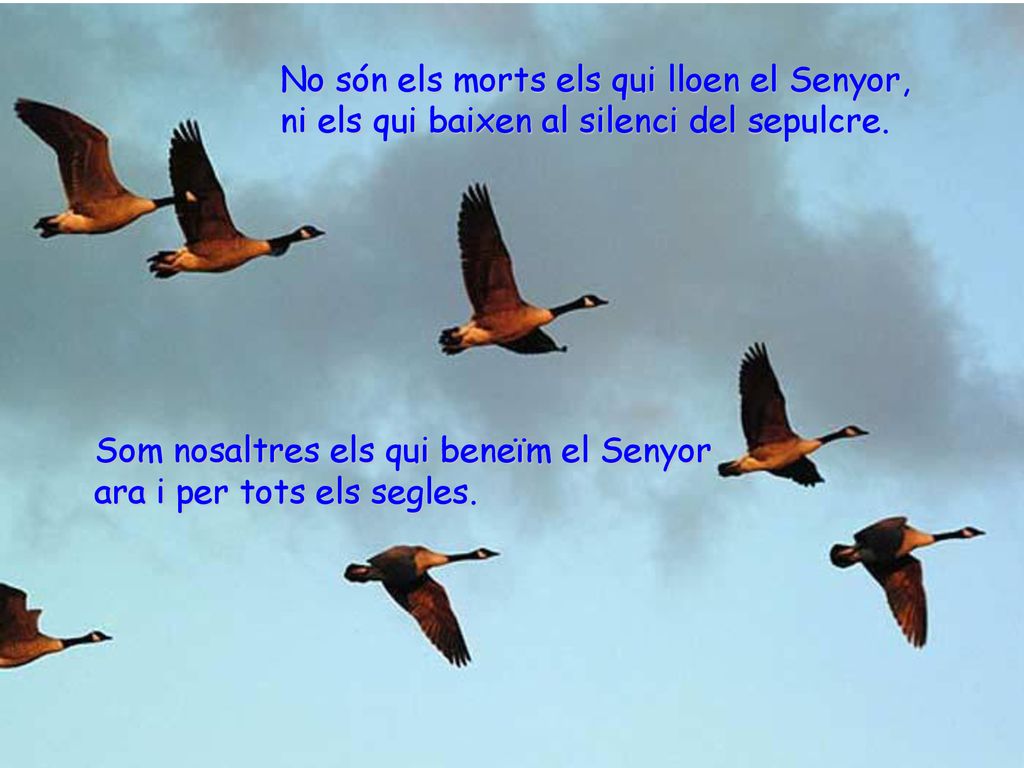 No són els morts els qui lloen el Senyor,