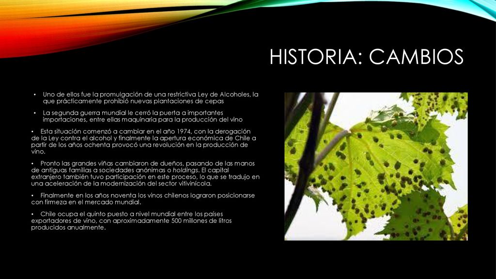 Historia: Cambios Uno de ellos fue la promulgación de una restrictiva Ley de Alcoholes, la que prácticamente prohibió nuevas plantaciones de cepas.