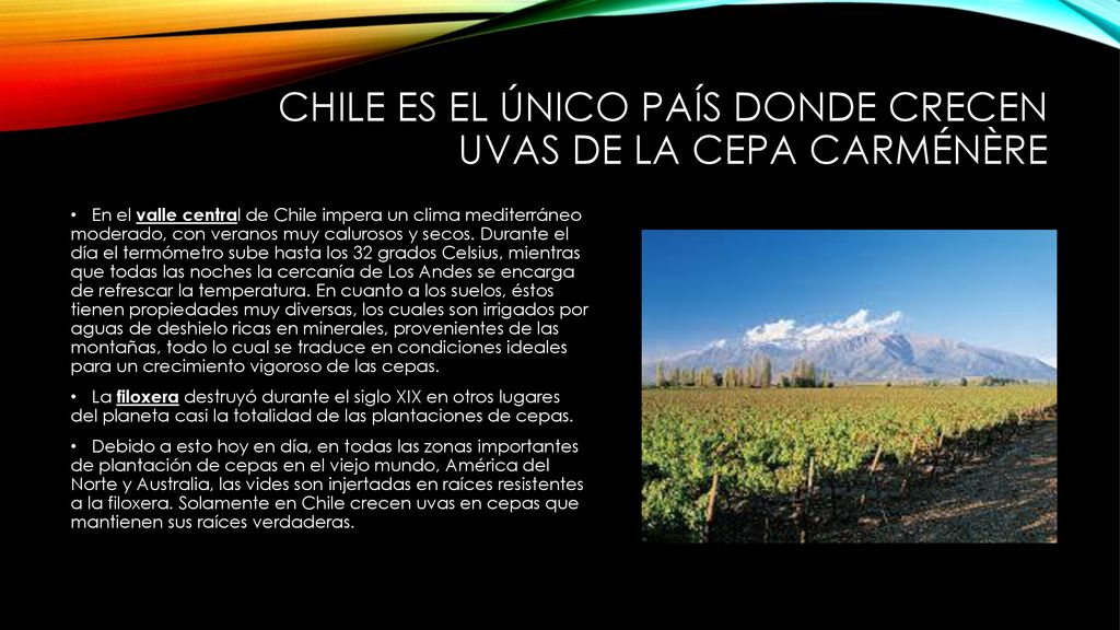 Chile es el único país donde crecen uvas de la cepa carménère