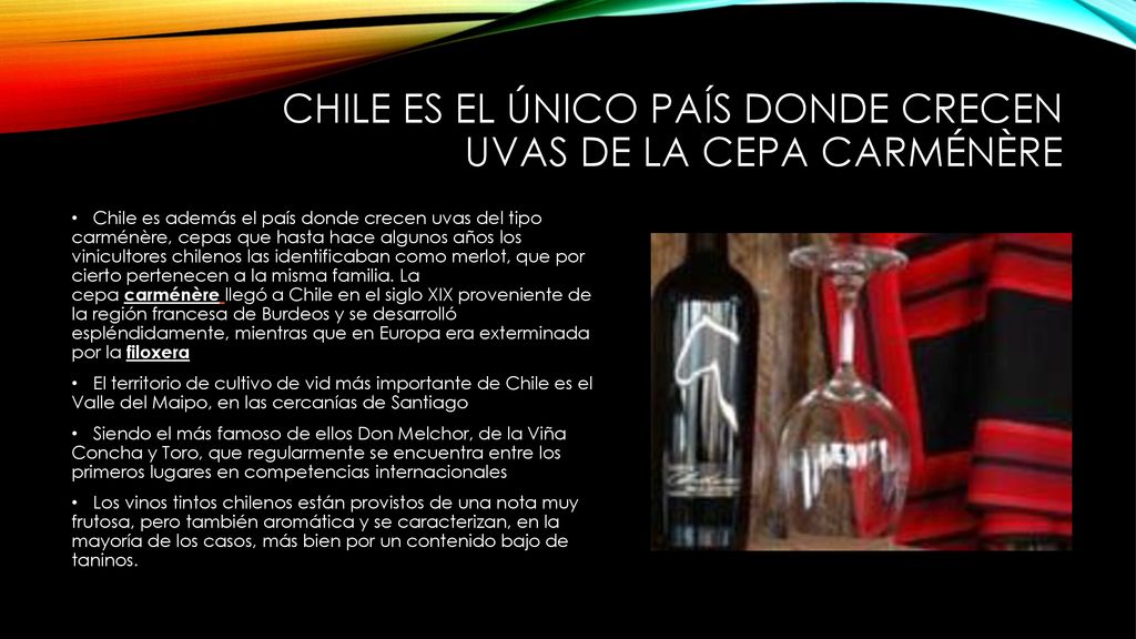 Chile es el único país donde crecen uvas de la cepa carménère