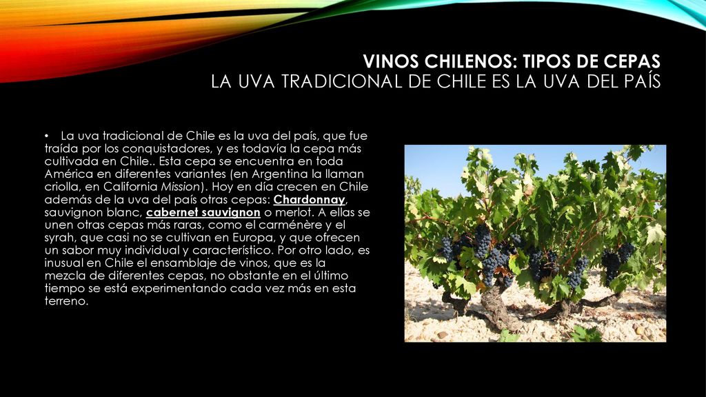 Vinos chilenos: Tipos de cepas La uva tradicional de Chile es la uva del país