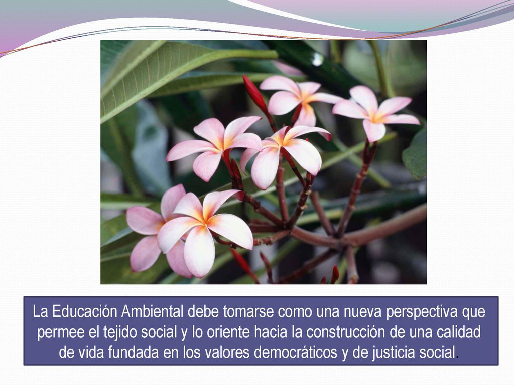 La Educación Ambiental debe tomarse como una nueva perspectiva que permee el tejido social y lo oriente hacia la construcción de una calidad de vida fundada en los valores democráticos y de justicia social.