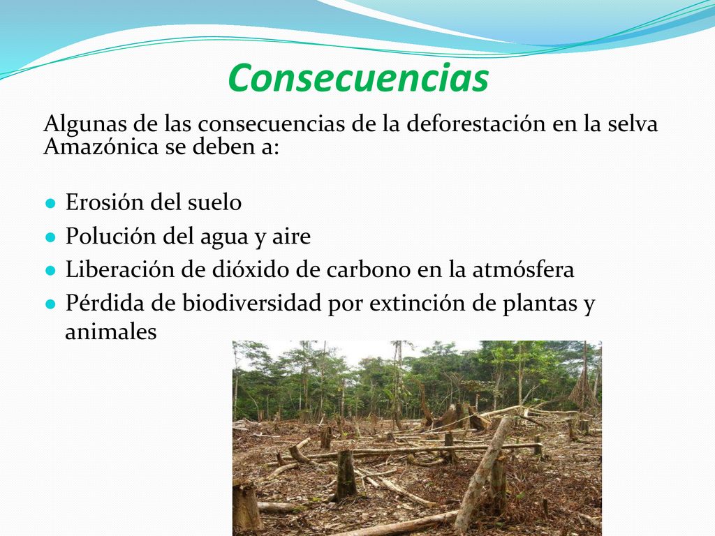 Consecuencias Algunas de las consecuencias de la deforestación en la selva Amazónica se deben a: Erosión del suelo.