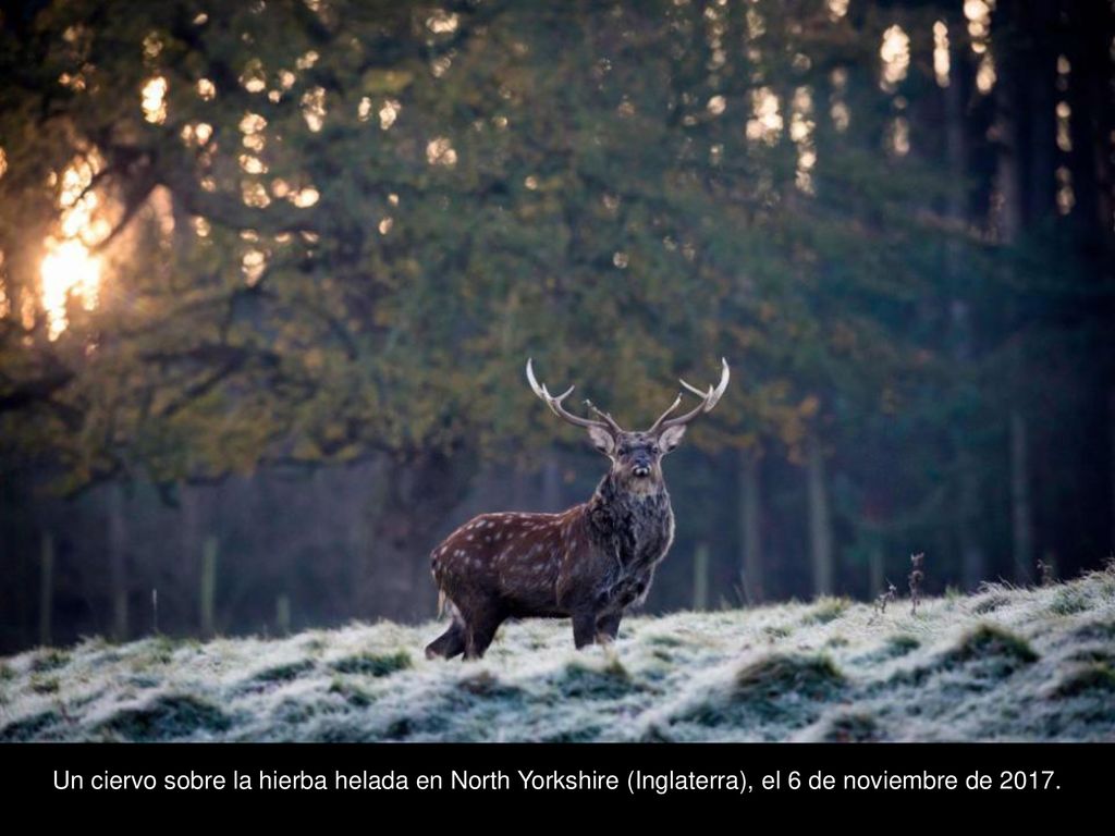 Un ciervo sobre la hierba helada en North Yorkshire (Inglaterra), el 6 de noviembre de 2017.