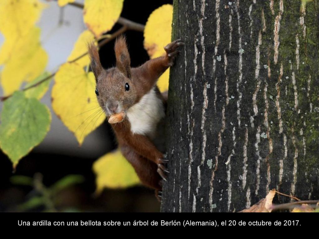 Una ardilla con una bellota sobre un árbol de Berlón (Alemania), el 20 de octubre de 2017.
