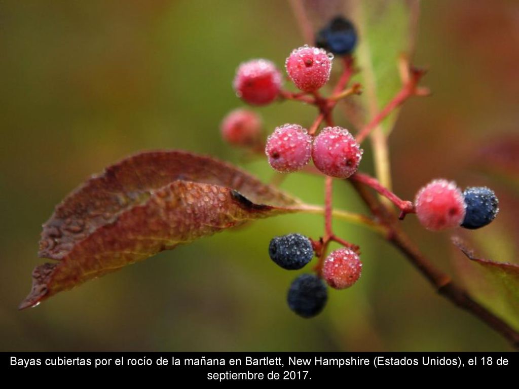 Bayas cubiertas por el rocío de la mañana en Bartlett, New Hampshire (Estados Unidos), el 18 de septiembre de 2017.
