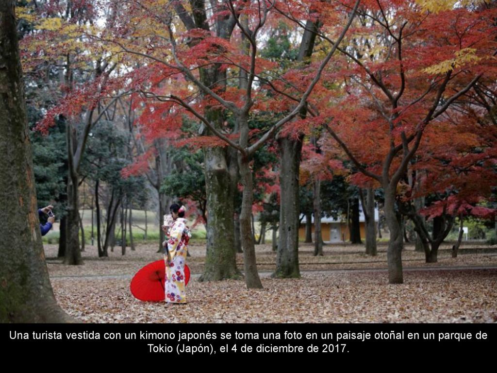 Una turista vestida con un kimono japonés se toma una foto en un paisaje otoñal en un parque de Tokio (Japón), el 4 de diciembre de 2017.