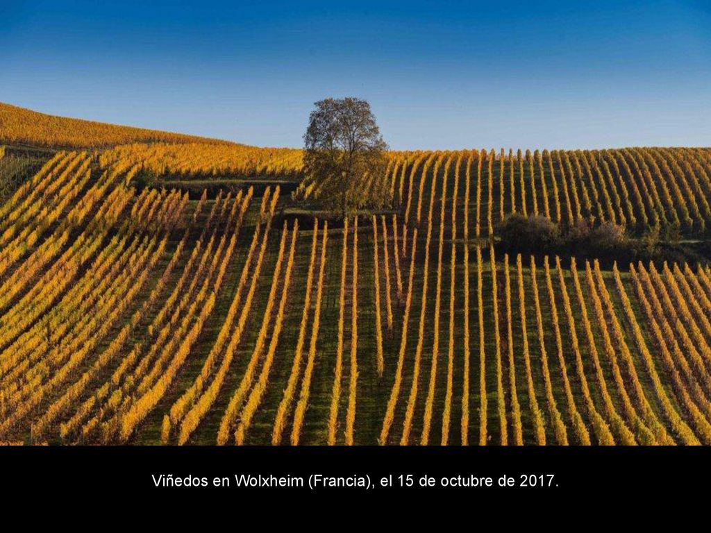 Viñedos en Wolxheim (Francia), el 15 de octubre de 2017.
