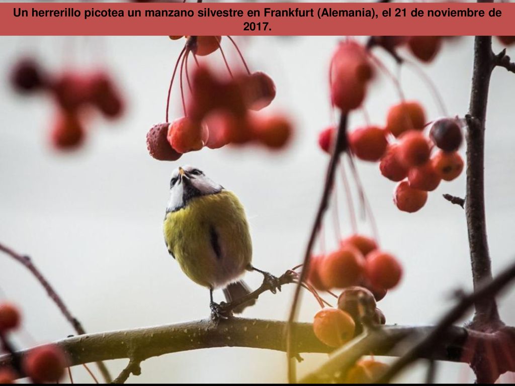 Un herrerillo picotea un manzano silvestre en Frankfurt (Alemania), el 21 de noviembre de 2017.