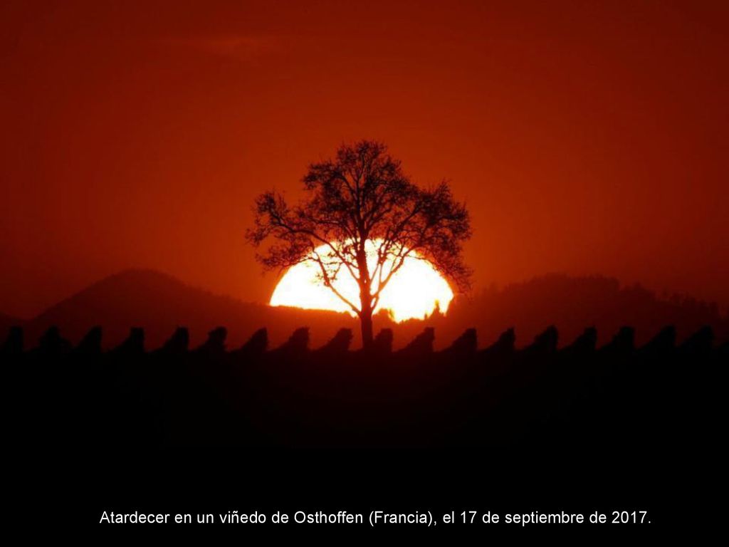 Atardecer en un viñedo de Osthoffen (Francia), el 17 de septiembre de 2017.