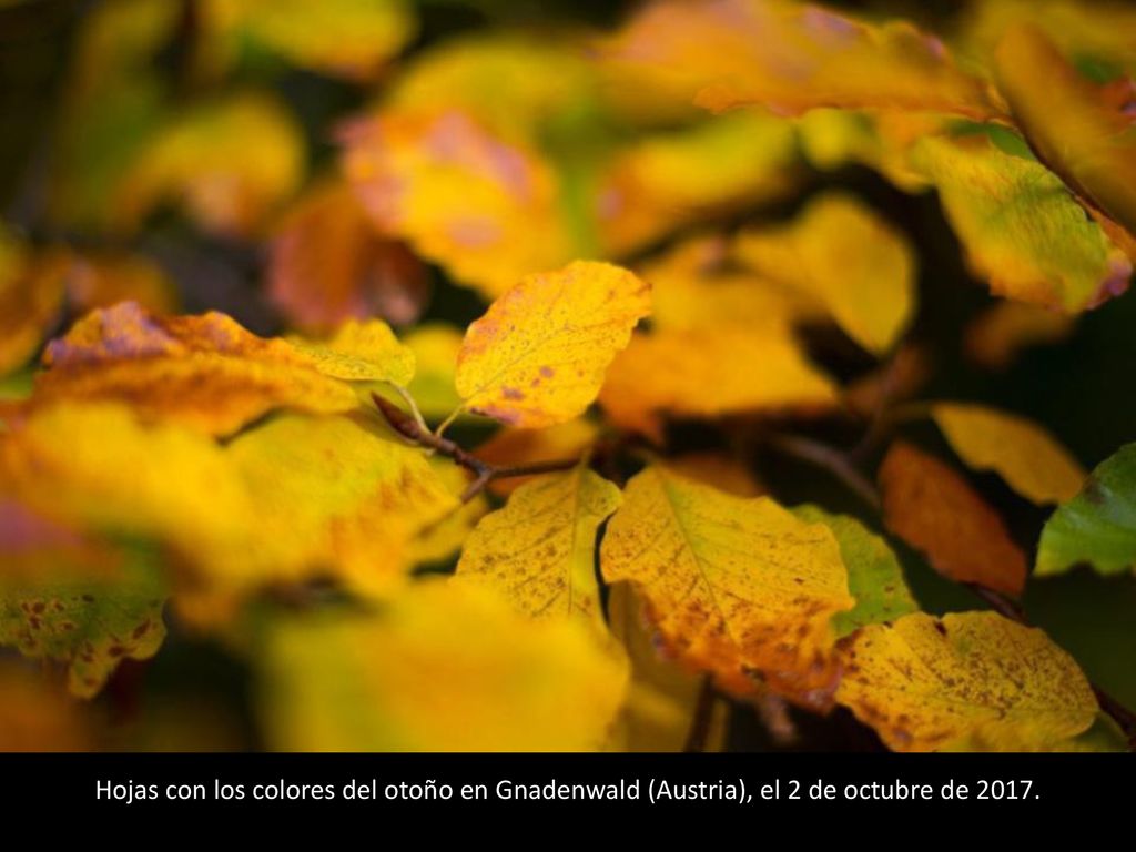 Hojas con los colores del otoño en Gnadenwald (Austria), el 2 de octubre de 2017.