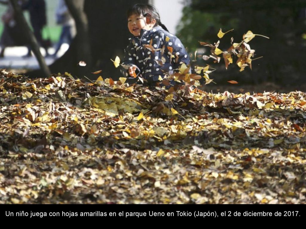Un niño juega con hojas amarillas en el parque Ueno en Tokio (Japón), el 2 de diciembre de 2017.