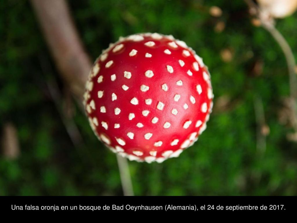 Una falsa oronja en un bosque de Bad Oeynhausen (Alemania), el 24 de septiembre de 2017.