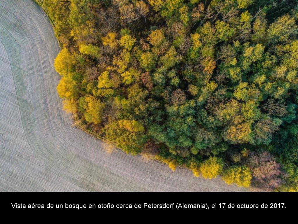 Vista aérea de un bosque en otoño cerca de Petersdorf (Alemania), el 17 de octubre de 2017.