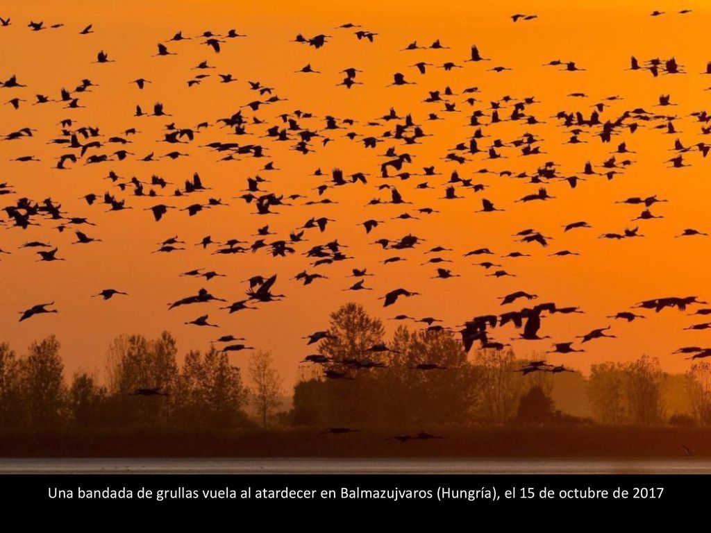 Una bandada de grullas vuela al atardecer en Balmazujvaros (Hungría), el 15 de octubre de 2017