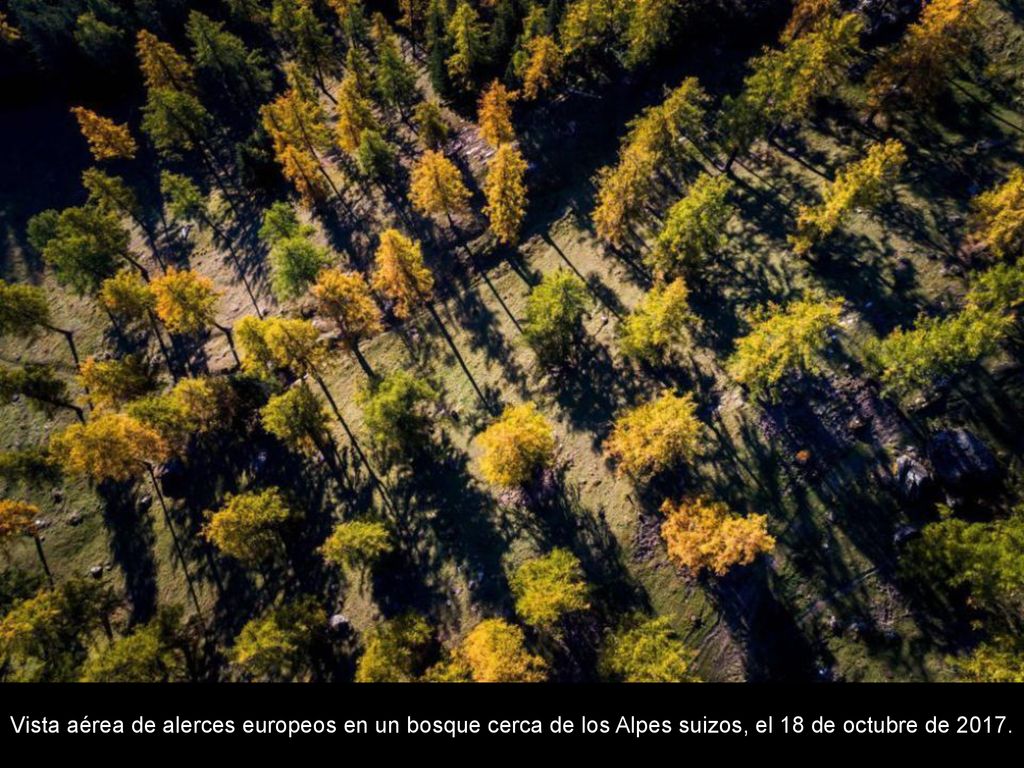 Vista aérea de alerces europeos en un bosque cerca de los Alpes suizos, el 18 de octubre de 2017.