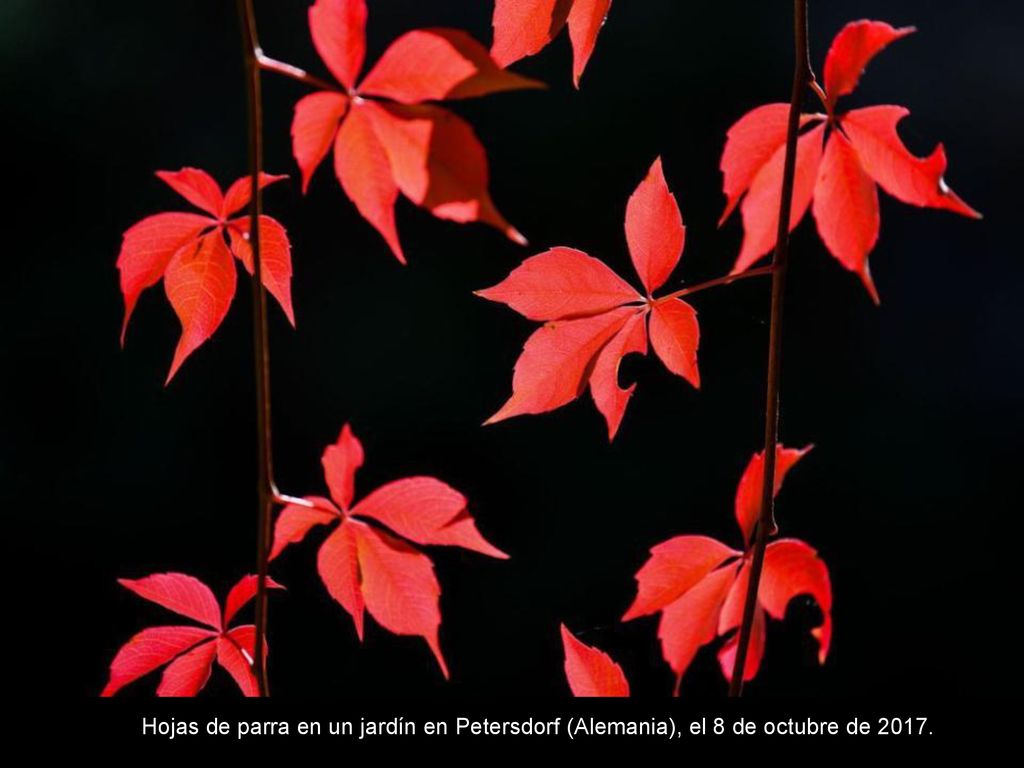 Hojas de parra en un jardín en Petersdorf (Alemania), el 8 de octubre de 2017.