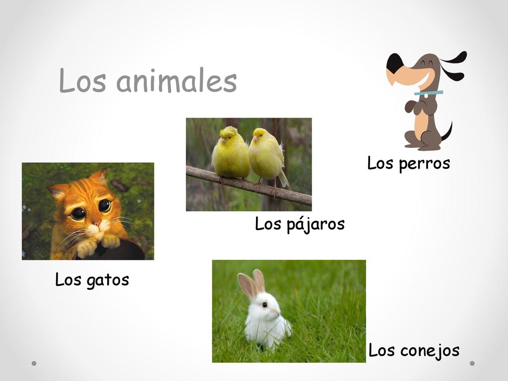 Los animales Los perros Los pájaros Los gatos Los conejos