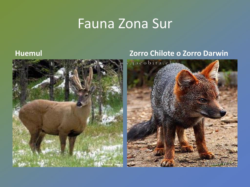 Fauna Zona Sur Huemul Zorro Chilote o Zorro Darwin