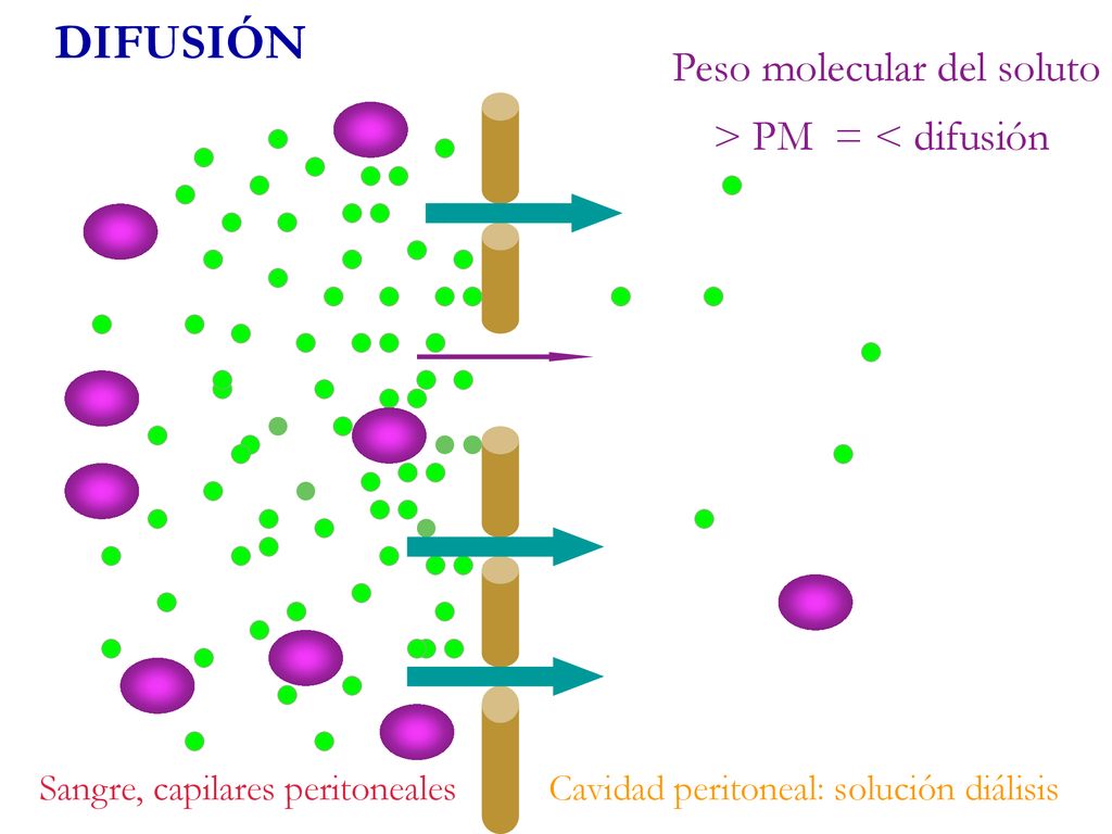 DIFUSIÓN Peso molecular del soluto > PM = < difusión