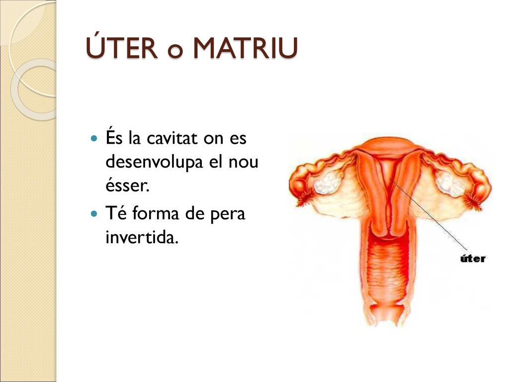 ÚTER o MATRIU És la cavitat on es desenvolupa el nou ésser.