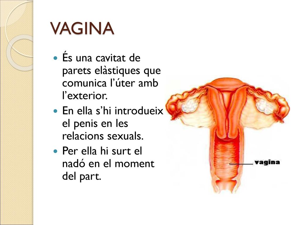 VAGINA És una cavitat de parets elàstiques que comunica l’úter amb l’exterior. En ella s’hi introdueix el penis en les relacions sexuals.