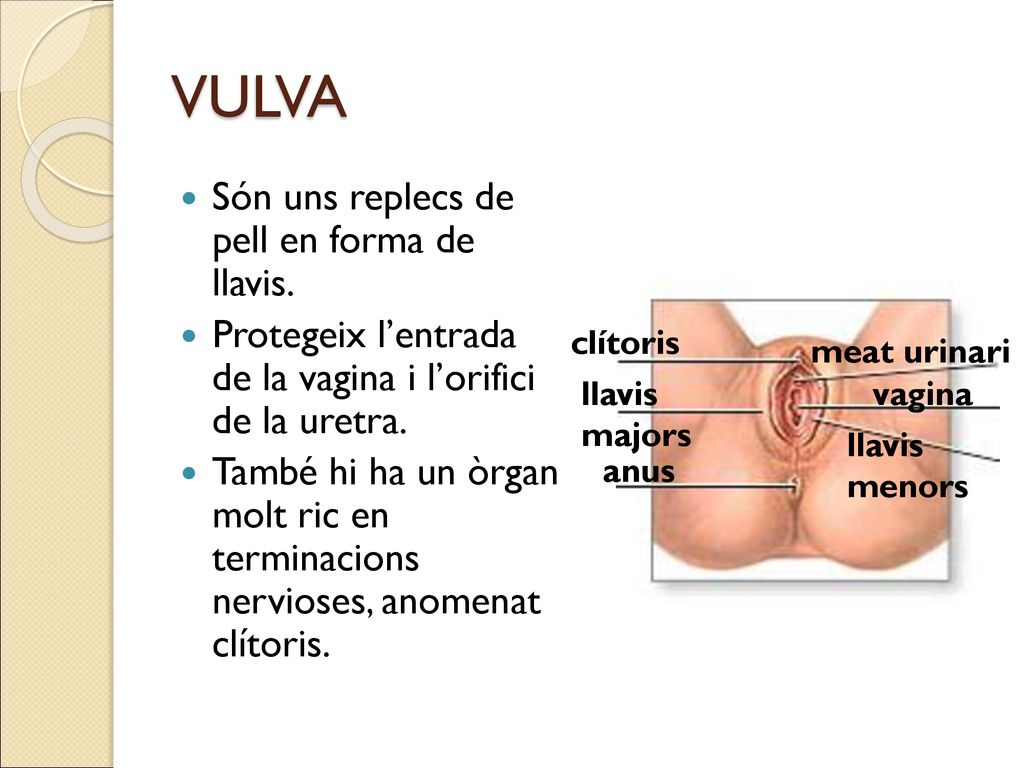VULVA Són uns replecs de pell en forma de llavis.