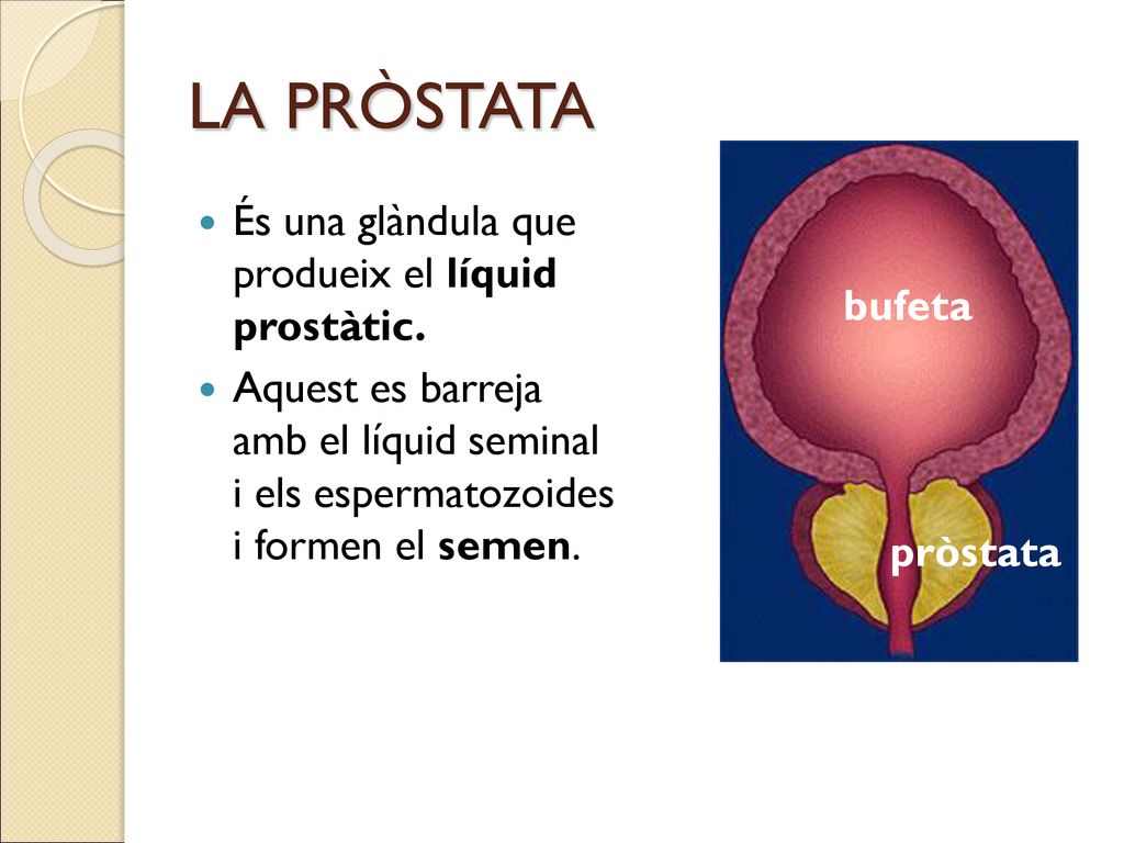 LA PRÒSTATA És una glàndula que produeix el líquid prostàtic.