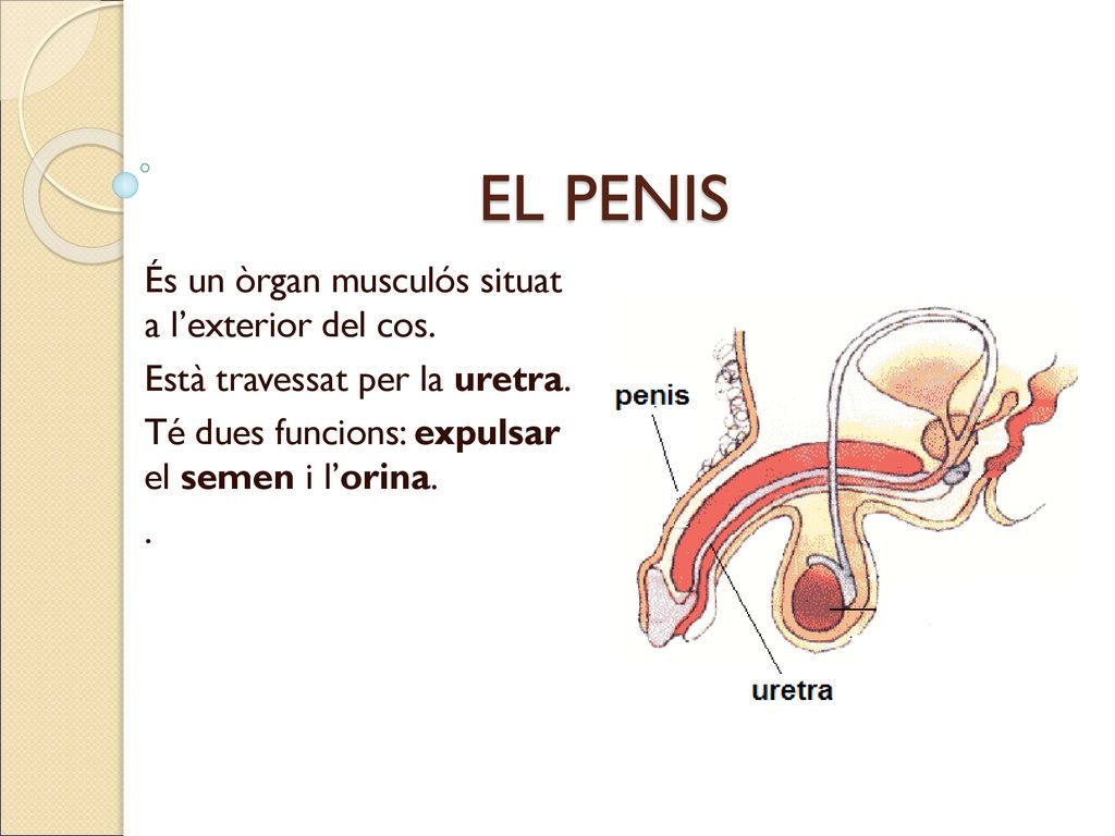 EL PENIS És un òrgan musculós situat a l’exterior del cos.