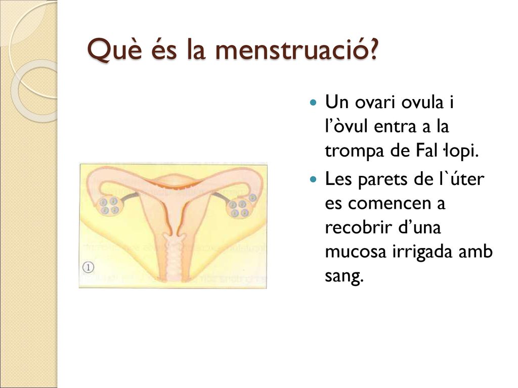 Què és la menstruació Un ovari ovula i l’òvul entra a la trompa de Fal·lopi.