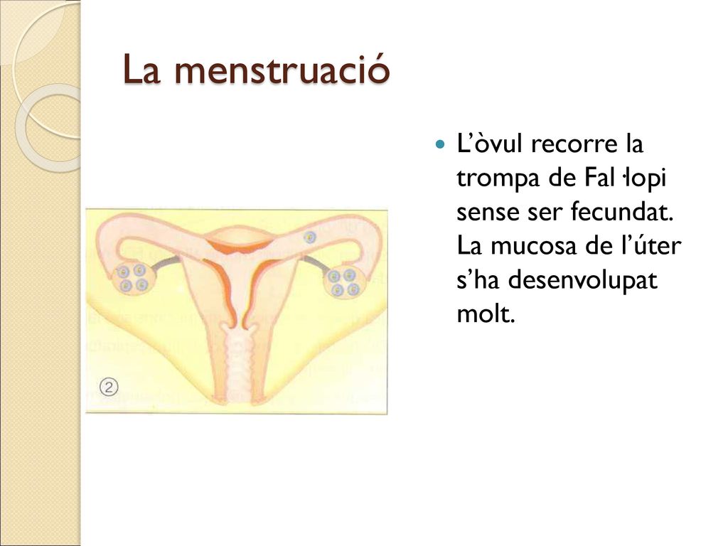 La menstruació L’òvul recorre la trompa de Fal·lopi sense ser fecundat.