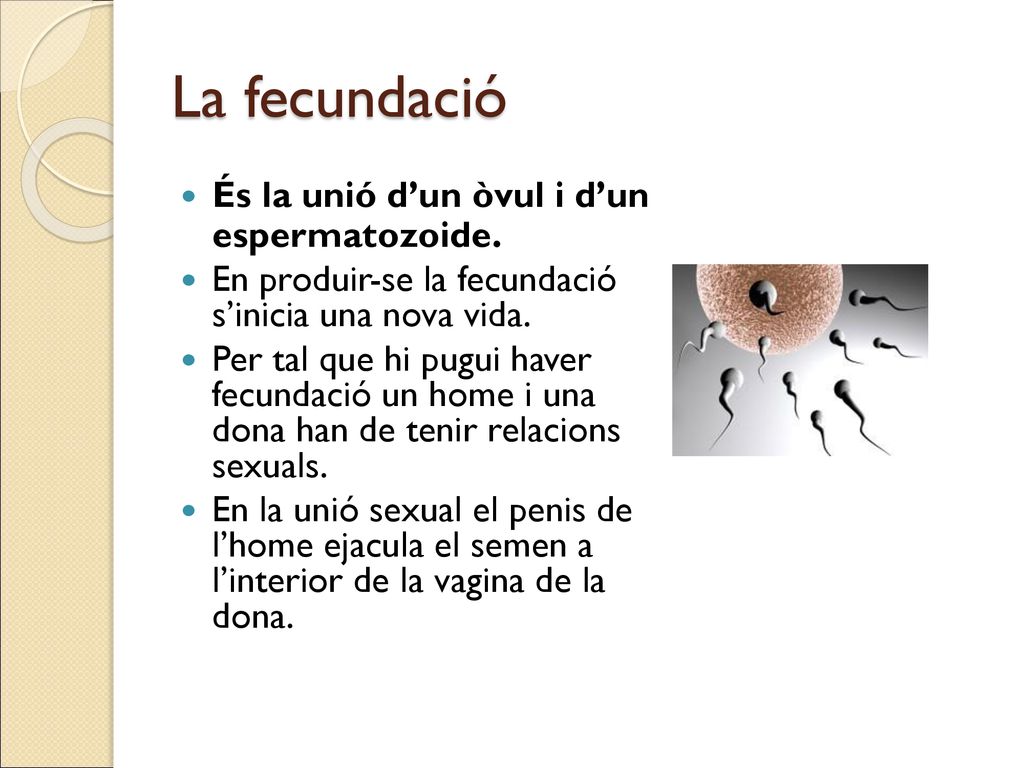 La fecundació És la unió d’un òvul i d’un espermatozoide.
