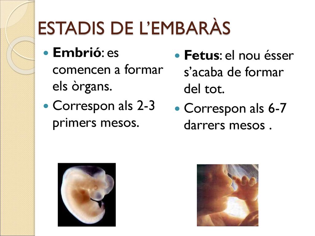 ESTADIS DE L’EMBARÀS Embrió: es comencen a formar els òrgans.