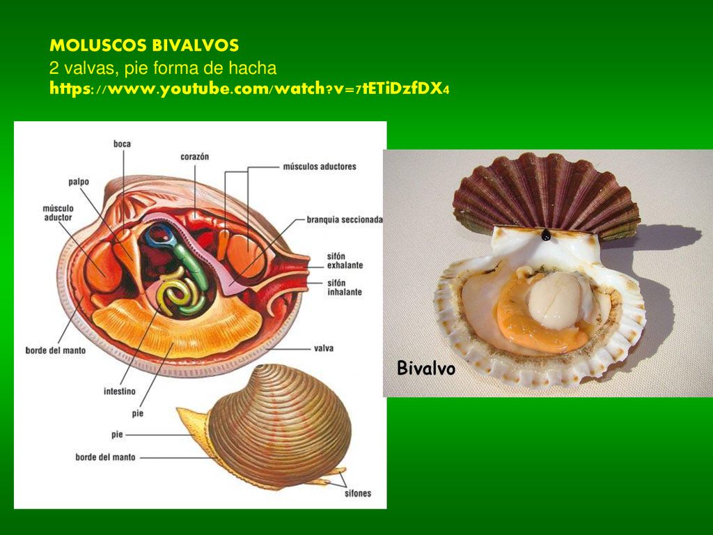 MOLUSCOS BIVALVOS 2 valvas, pie forma de hacha   v=7tETiDzfDX4
