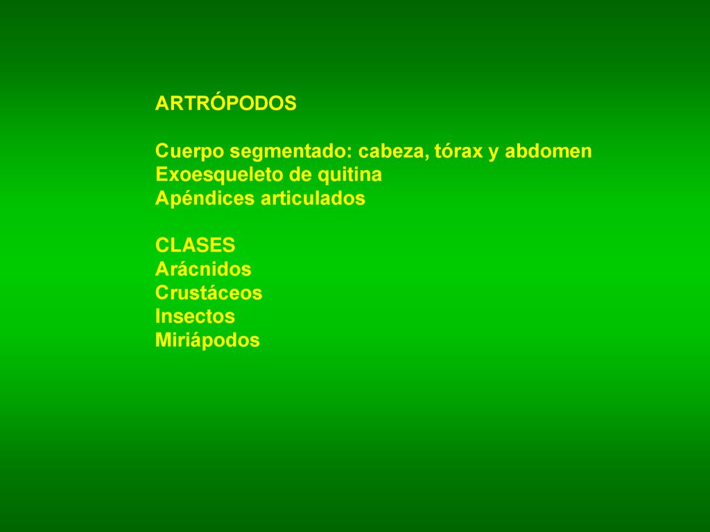 ARTRÓPODOS Cuerpo segmentado: cabeza, tórax y abdomen. Exoesqueleto de quitina. Apéndices articulados.