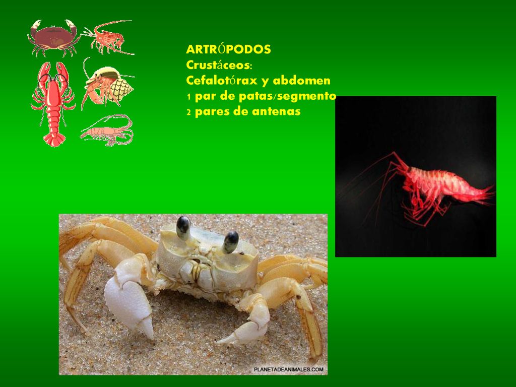ARTRÓPODOS Crustáceos: Cefalotórax y abdomen 1 par de patas/segmento 2 pares de antenas