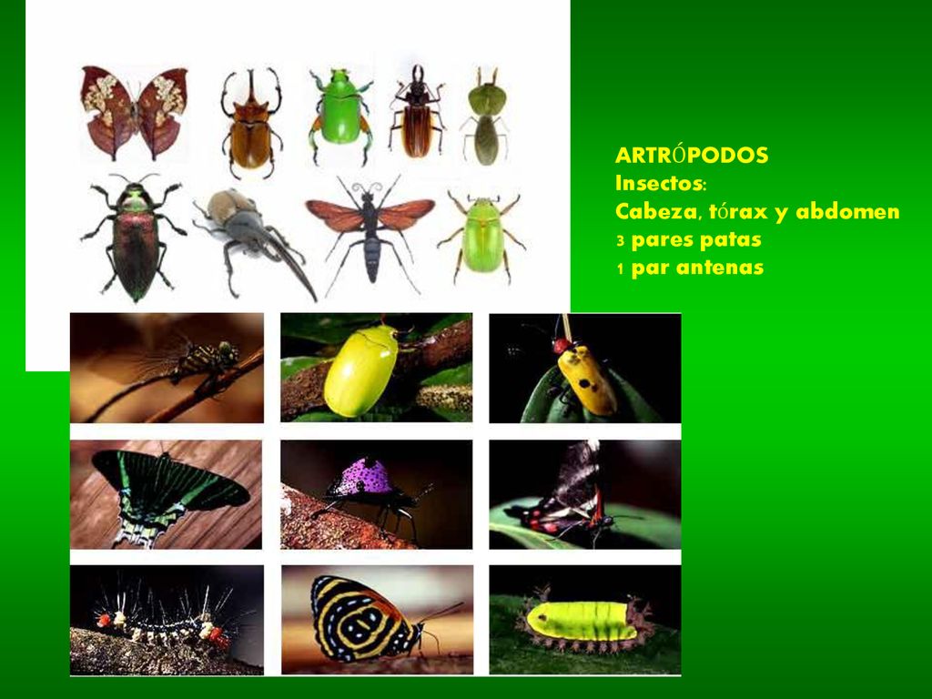 ARTRÓPODOS Insectos: Cabeza, tórax y abdomen 3 pares patas 1 par antenas