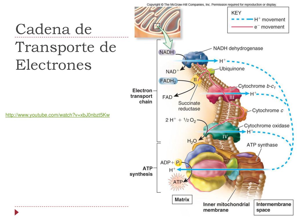 Cadena de Transporte de Electrones