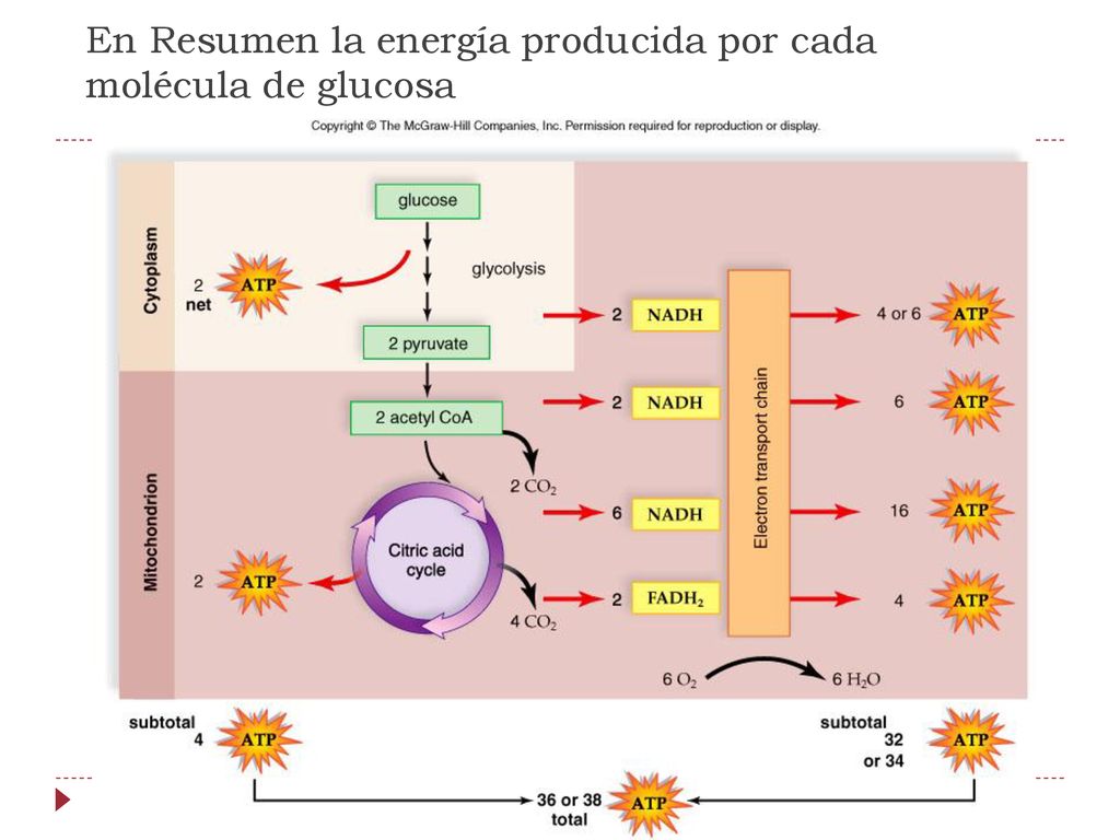 En Resumen la energía producida por cada molécula de glucosa