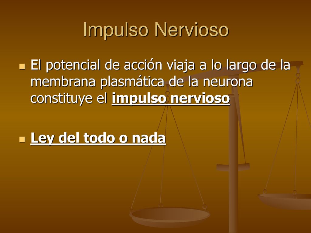 Impulso Nervioso El potencial de acción viaja a lo largo de la membrana plasmática de la neurona constituye el impulso nervioso.