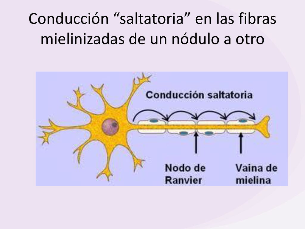Conducción saltatoria en las fibras mielinizadas de un nódulo a otro