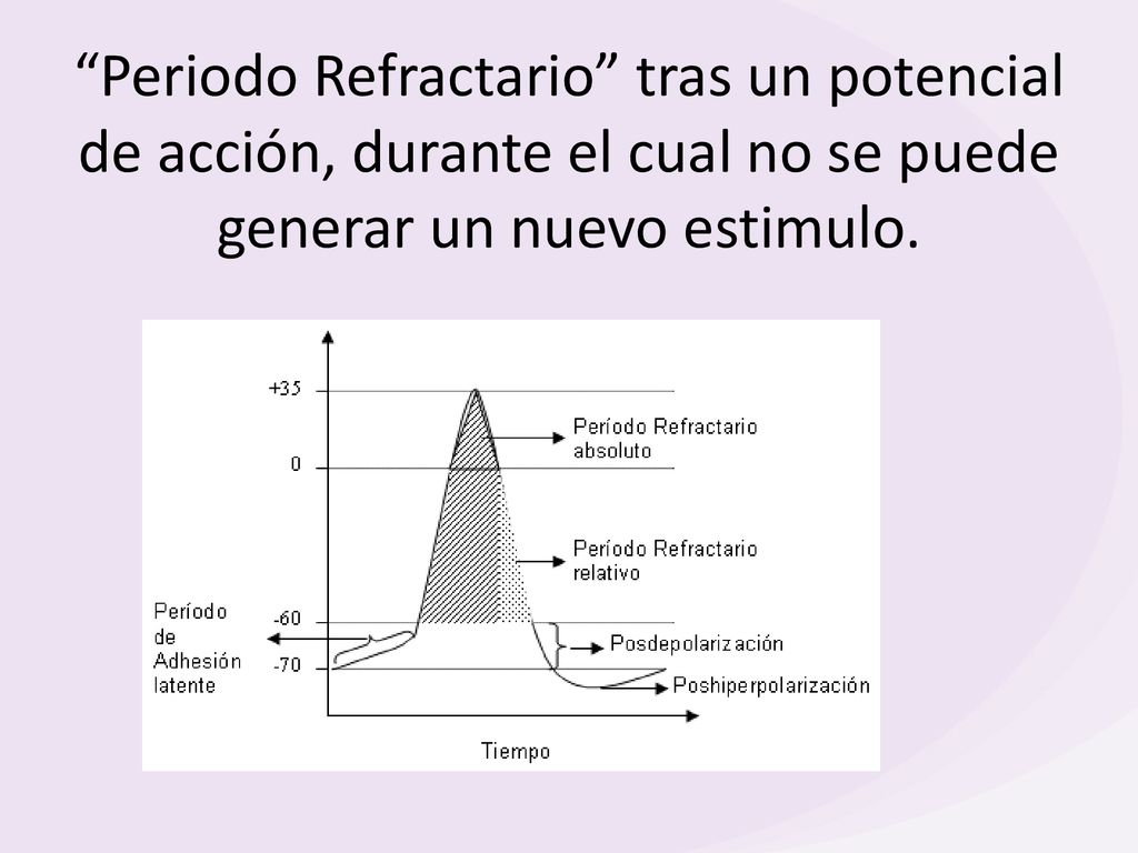 Periodo Refractario tras un potencial de acción, durante el cual no se puede generar un nuevo estimulo.