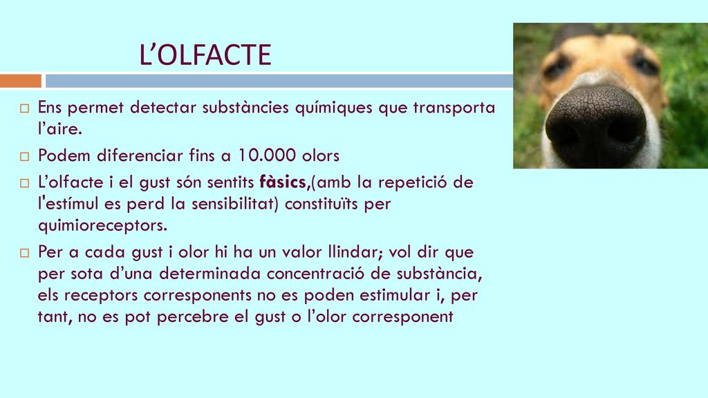 L’OLFACTE Ens permet detectar substàncies químiques que transporta l’aire. Podem diferenciar fins a olors.