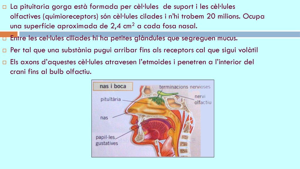 La pituitaria gorga està formada per cèl·lules de suport i les cèl·lules olfactives (quimioreceptors) són cèl·lules cilades i n’hi trobem 20 milions. Ocupa una superfície aproximada de 2,4 cm2 a cada fosa nasal.