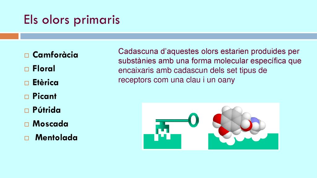 Els olors primaris Camforàcia Floral Etèrica Picant Pútrida Moscada