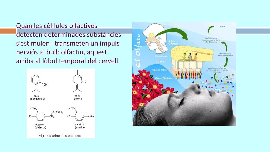 Quan les cèl·lules olfactives detecten determinades substàncies s’estimulen i transmeten un impuls nerviós al bulb olfactiu, aquest arriba al lòbul temporal del cervell.